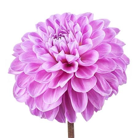 Dahlia happy hour