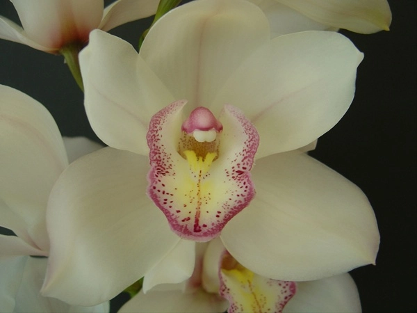 Cymbidium tony