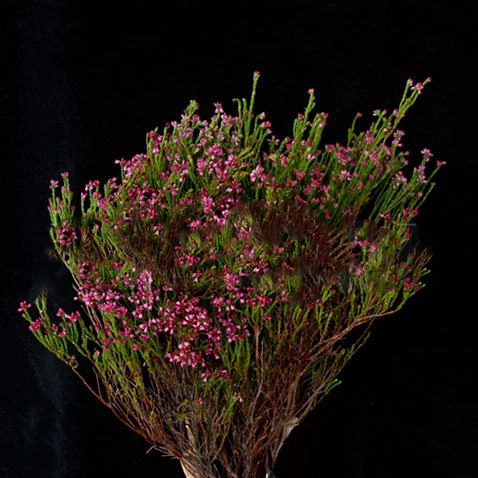 Erica pink accent