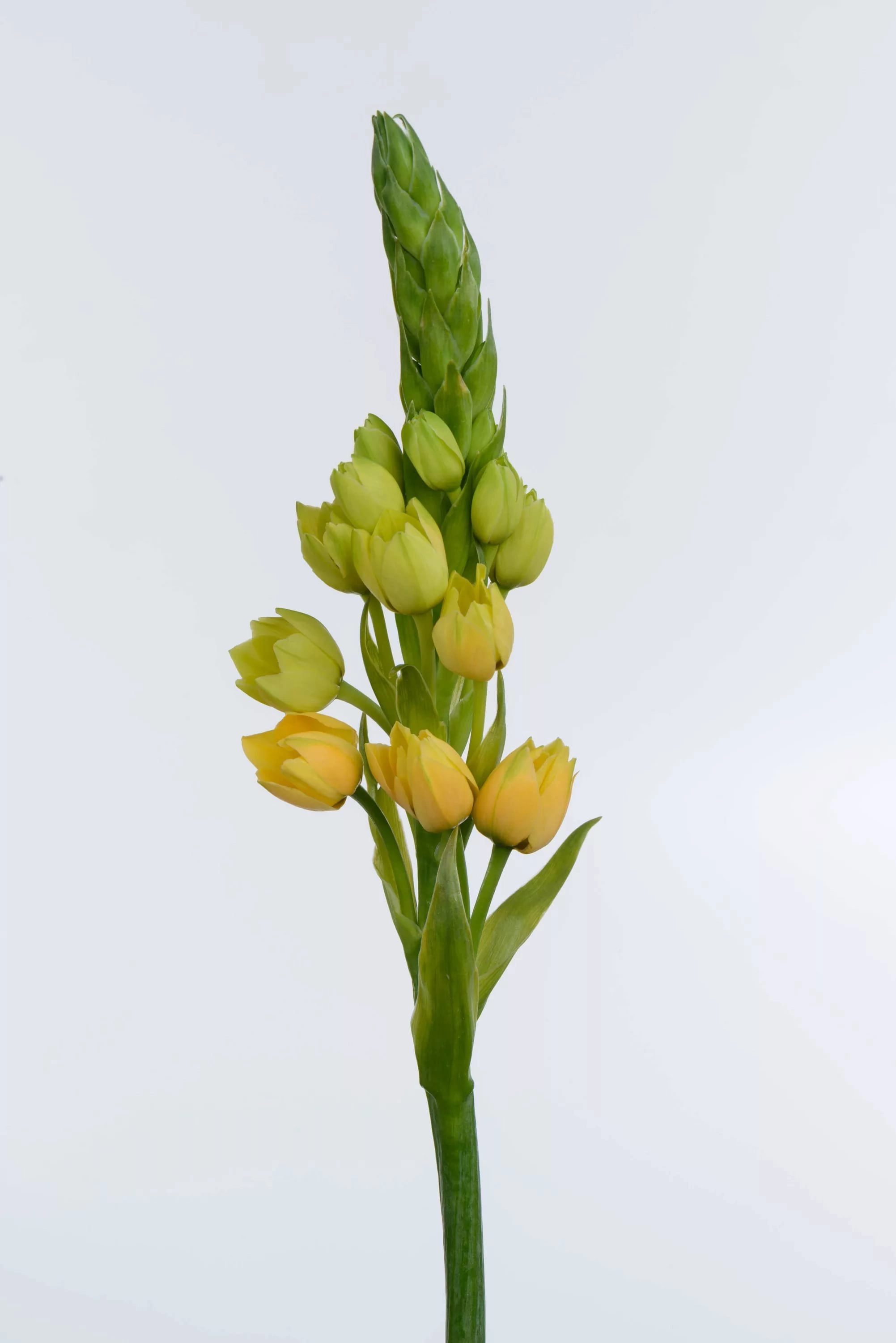 Ornithogalum yellow asa