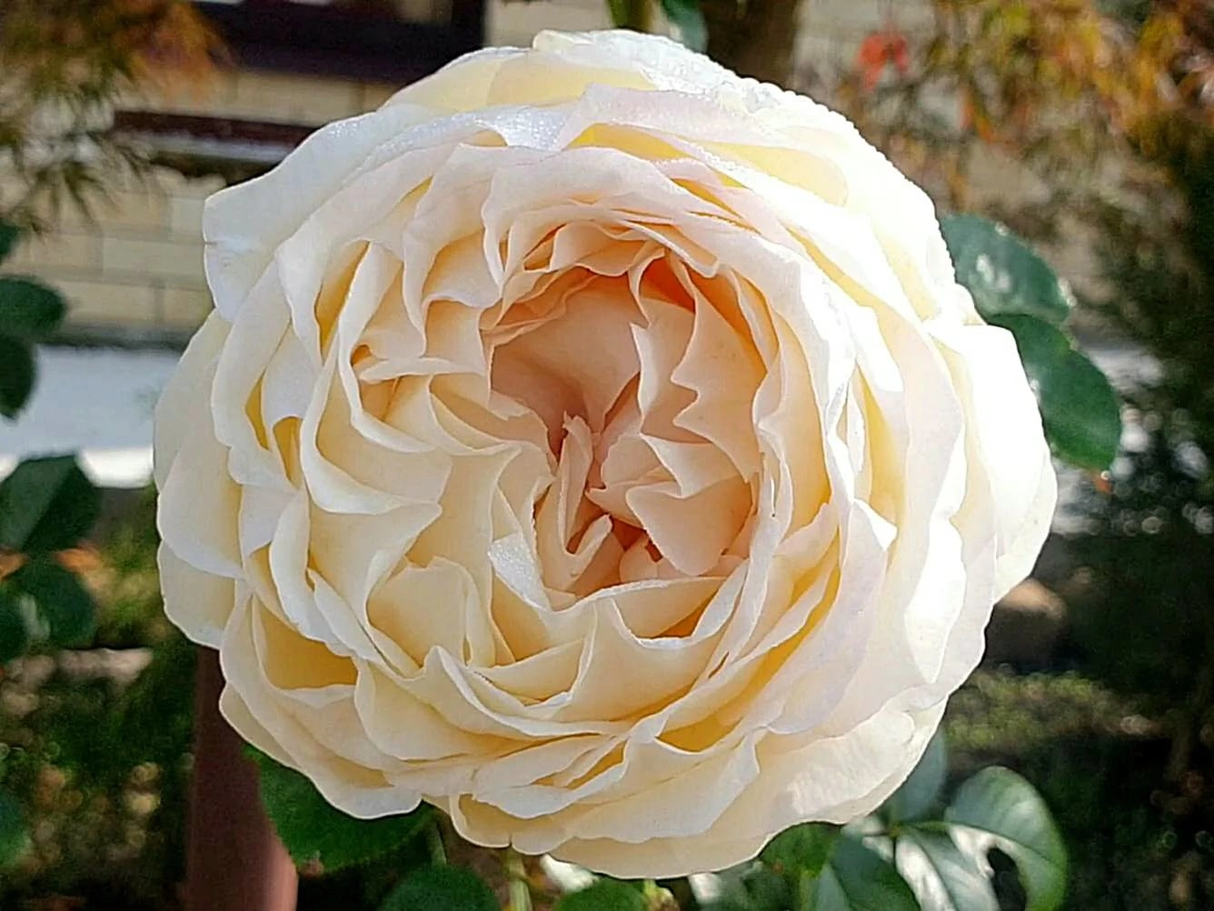 Rose cream yves piaget