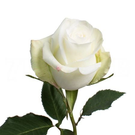 Rose alba | Wholesale flowers, plants and supplies Rose alba