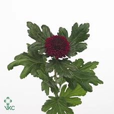 Chrysanthemum single kiev dark
