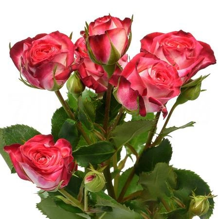 Rose spray safina | Wholesale flowers, plants and supplies Rose spray safina