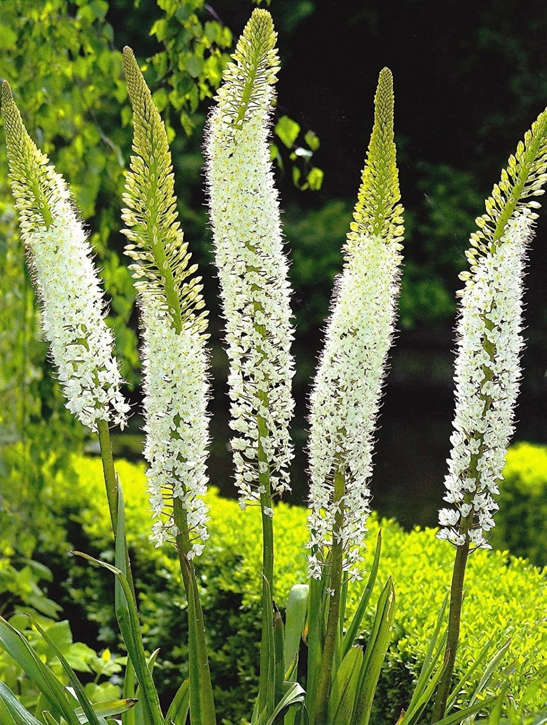 Eremurus himalaicus