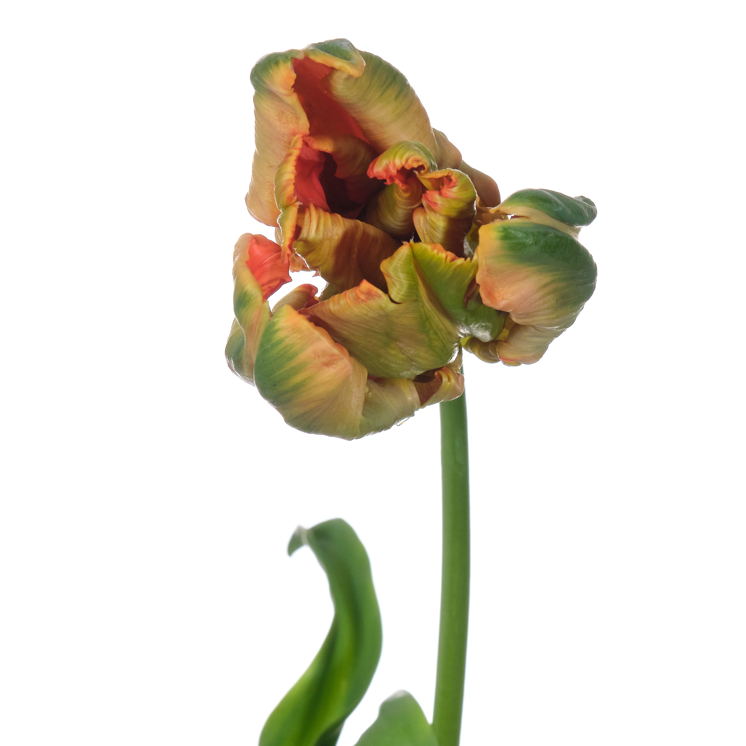 Tulip parrot avignon