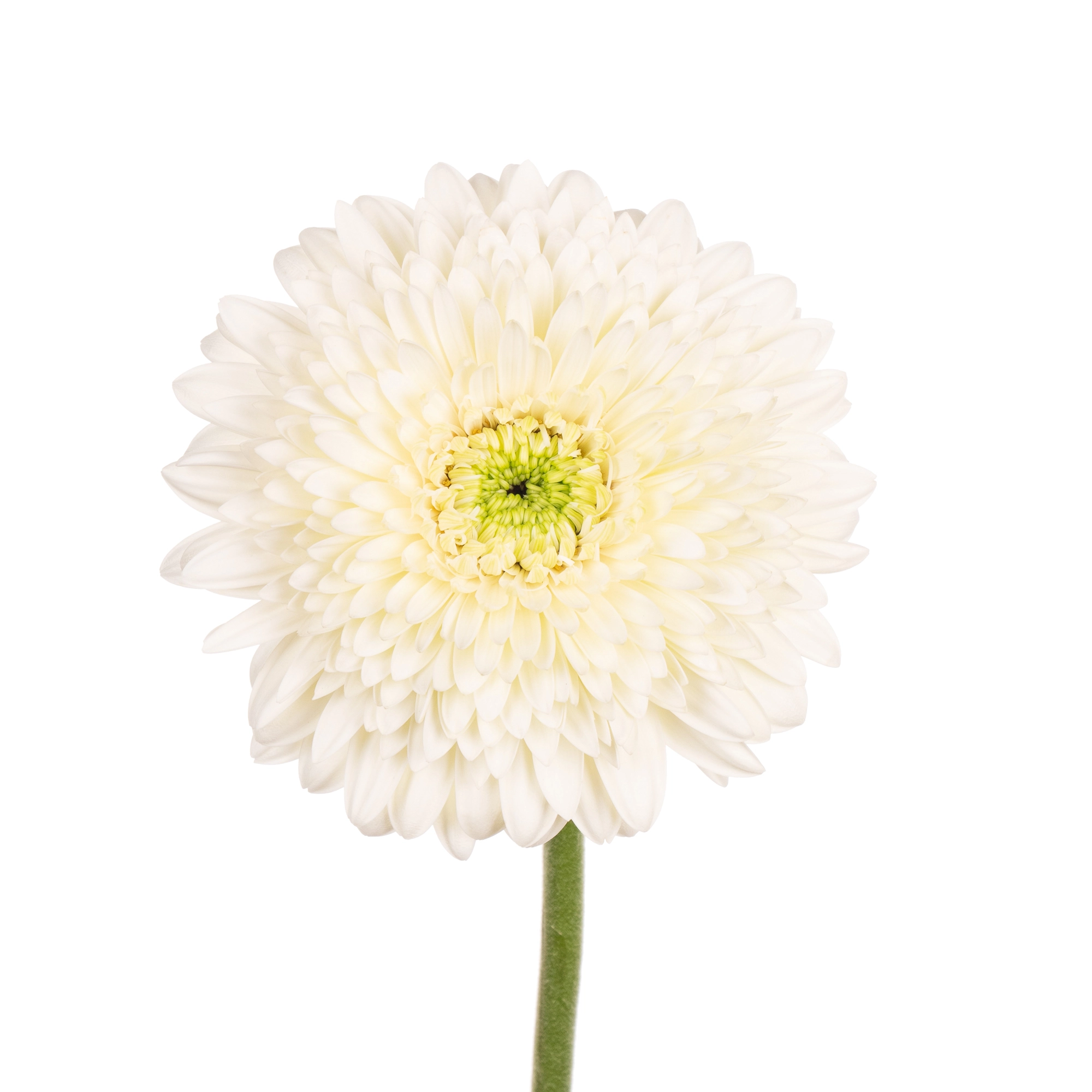 Gerbera gerrondo terra moon kick