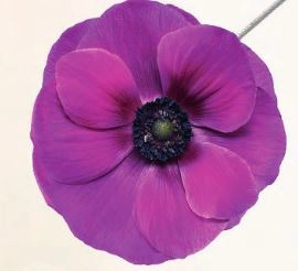 Anemone mistral magenta | Wholesale flowers, plants and supplies Anemone mistral magenta