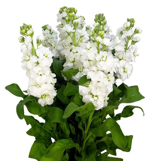 Matthiola aida | Wholesale flowers, plants and supplies Matthiola aida