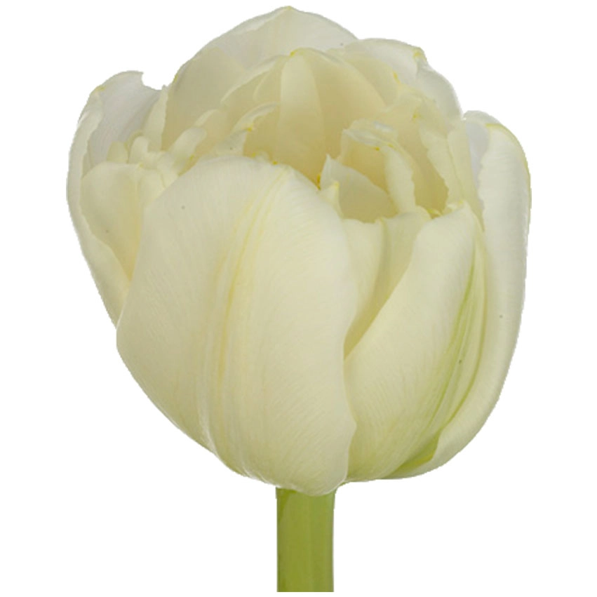 Tulip double white