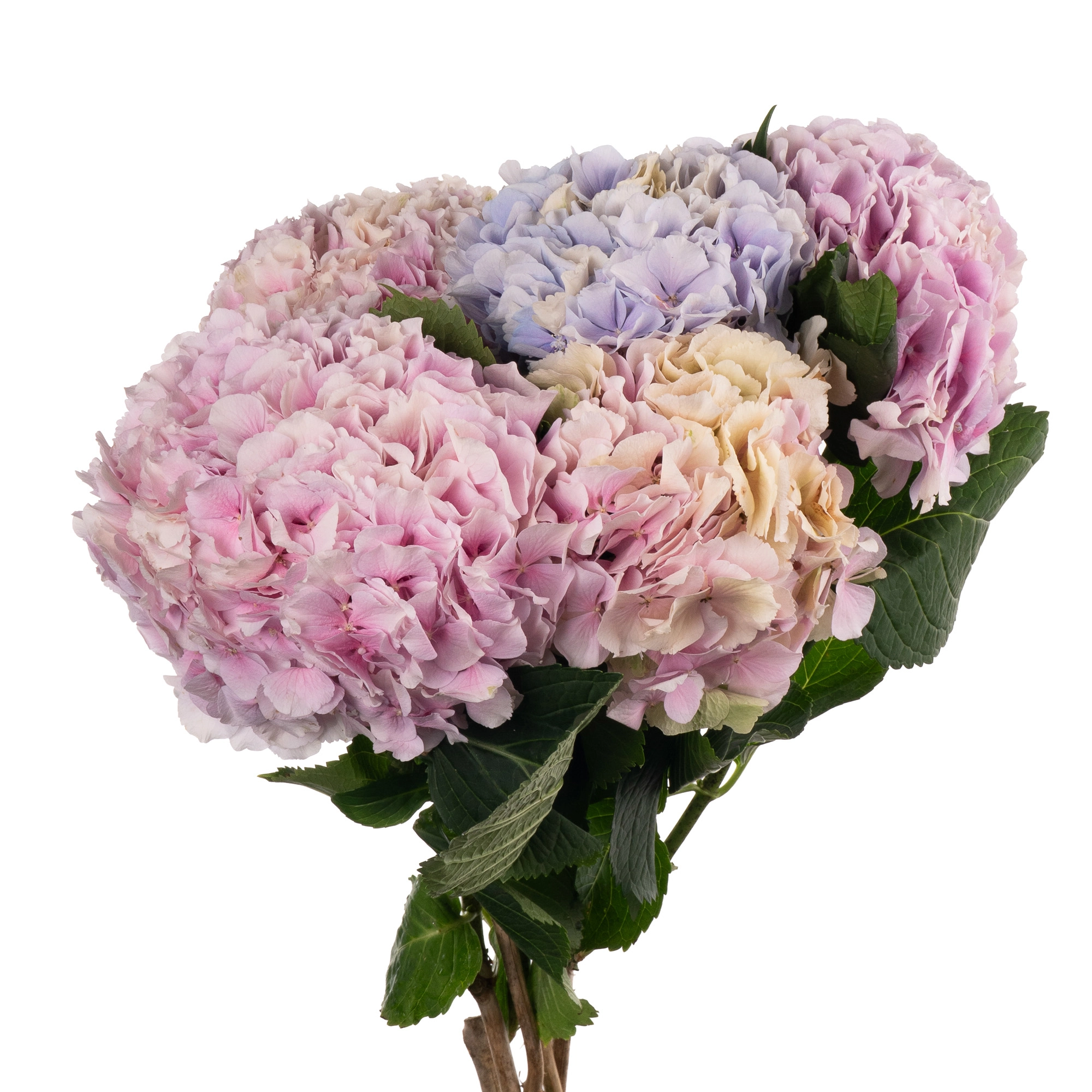 Hydrangea verena milka