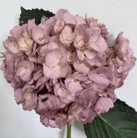 Hydrangea premium tinted quicksand