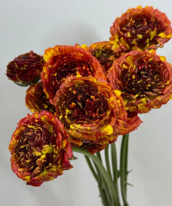 Ranunculus asiaticus shuri | Wholesale flowers, plants and supplies Ranunculus asiaticus shuri