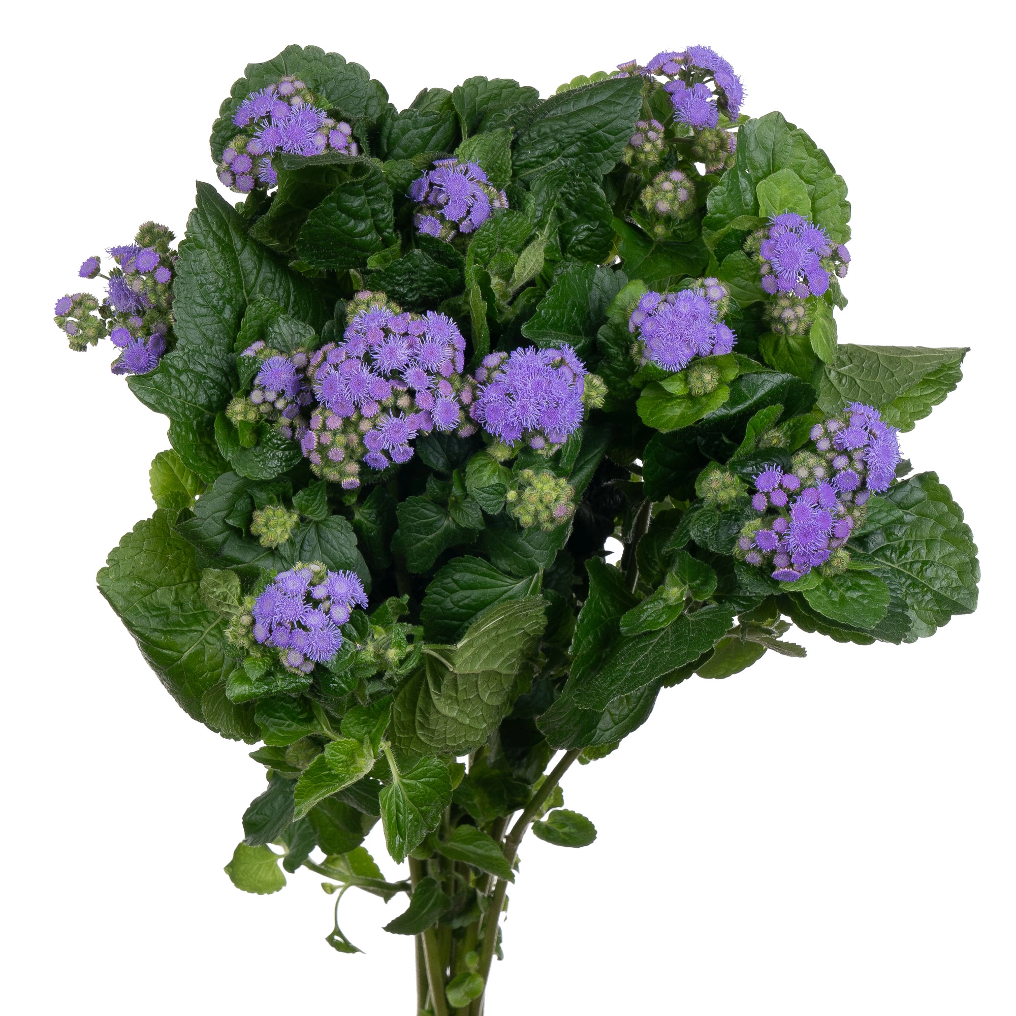 Ageratum blue planet