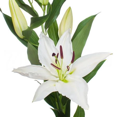 Lilium oriental signum