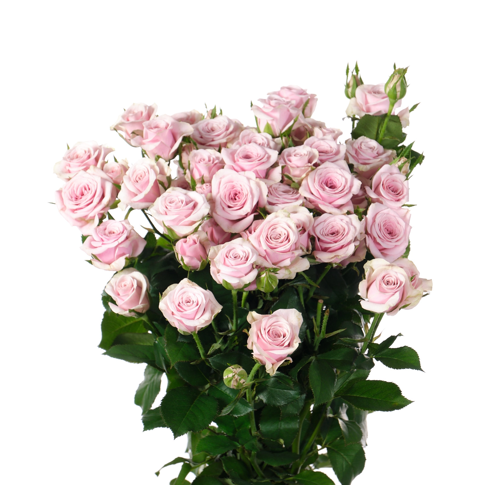 Rose spray leila | Wholesale flowers, plants and supplies Rose spray leila