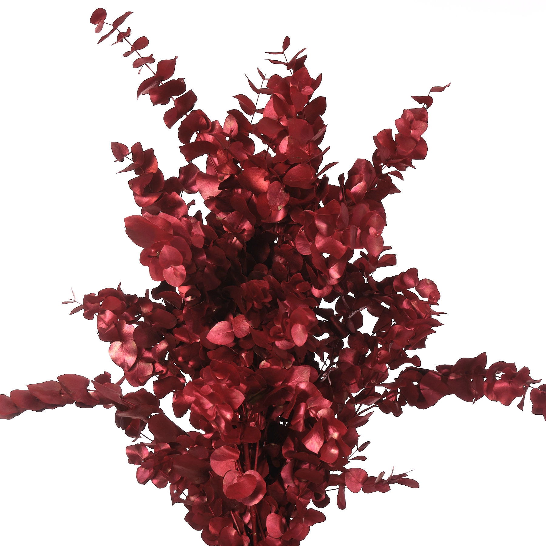 Blad Eucalyptus tinted metallic cinerea red