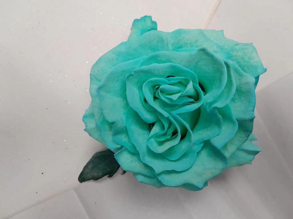 Rose tinted sea foam | Wholesale flowers, plants and supplies Rose tinted sea foam