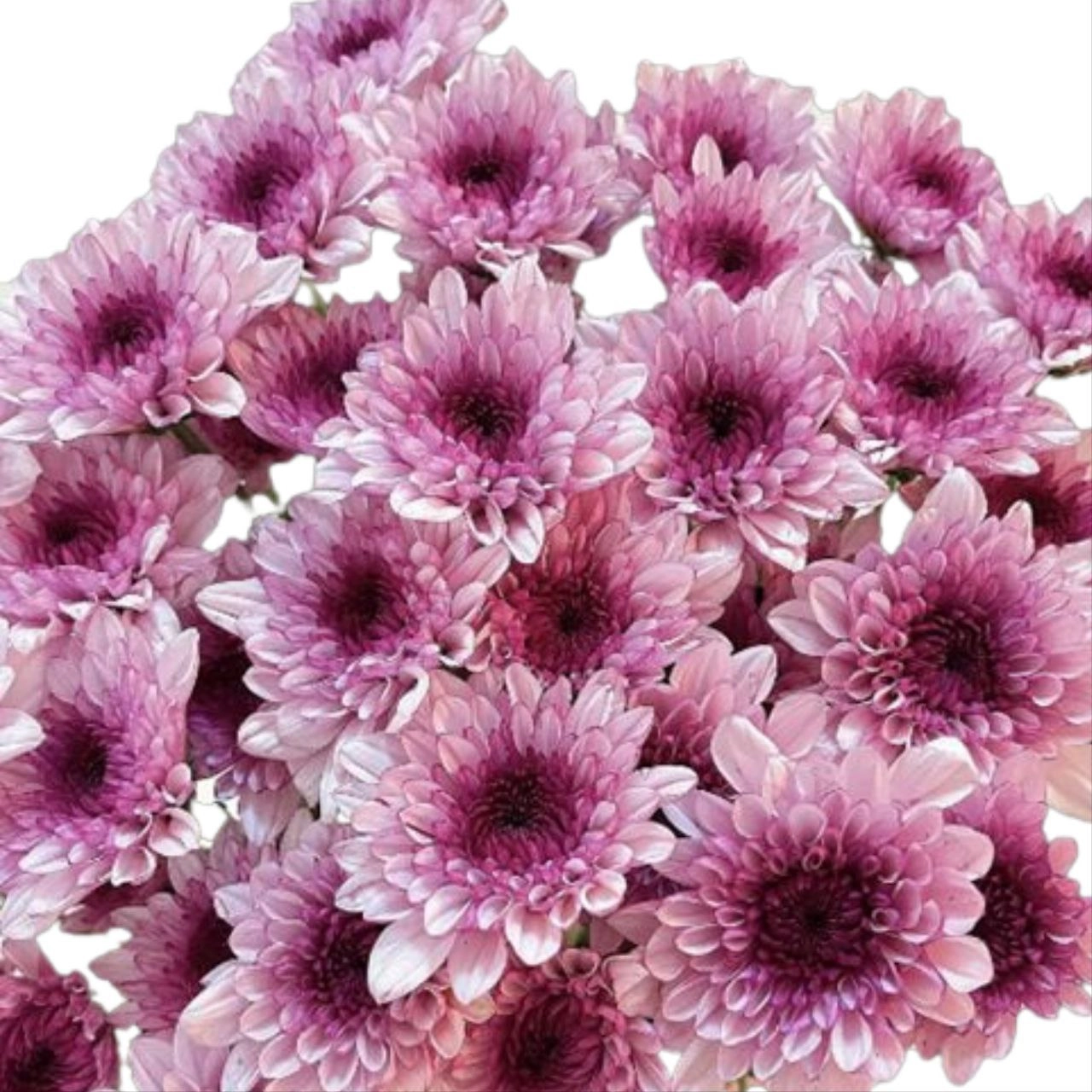 Chrysanthemum santini bruno pink | Wholesale flowers, plants and supplies Chrysanthemum santini bruno pink