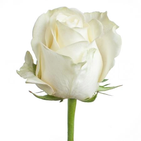 Rose polar star