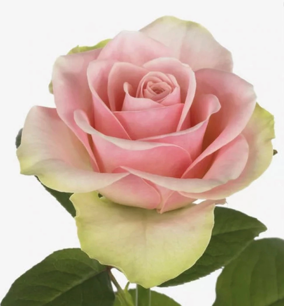 Rose belle rose | Wholesale flowers, plants and supplies Rose belle rose