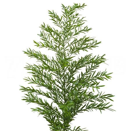 Blad Asparagus cwebe | Wholesale flowers, plants and supplies Blad Asparagus cwebe