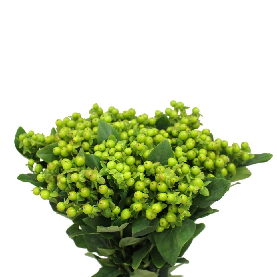 Hypericum lime | Wholesale flowers, plants and supplies Hypericum lime