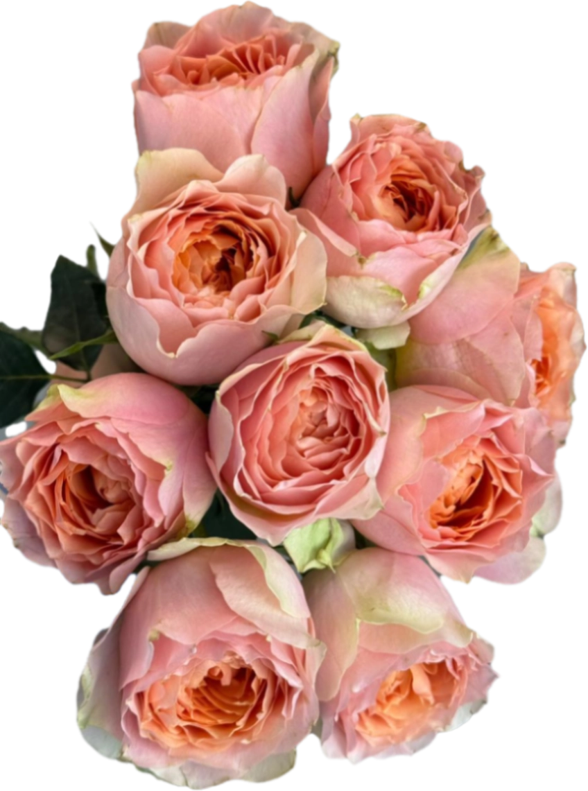 Rose gravity