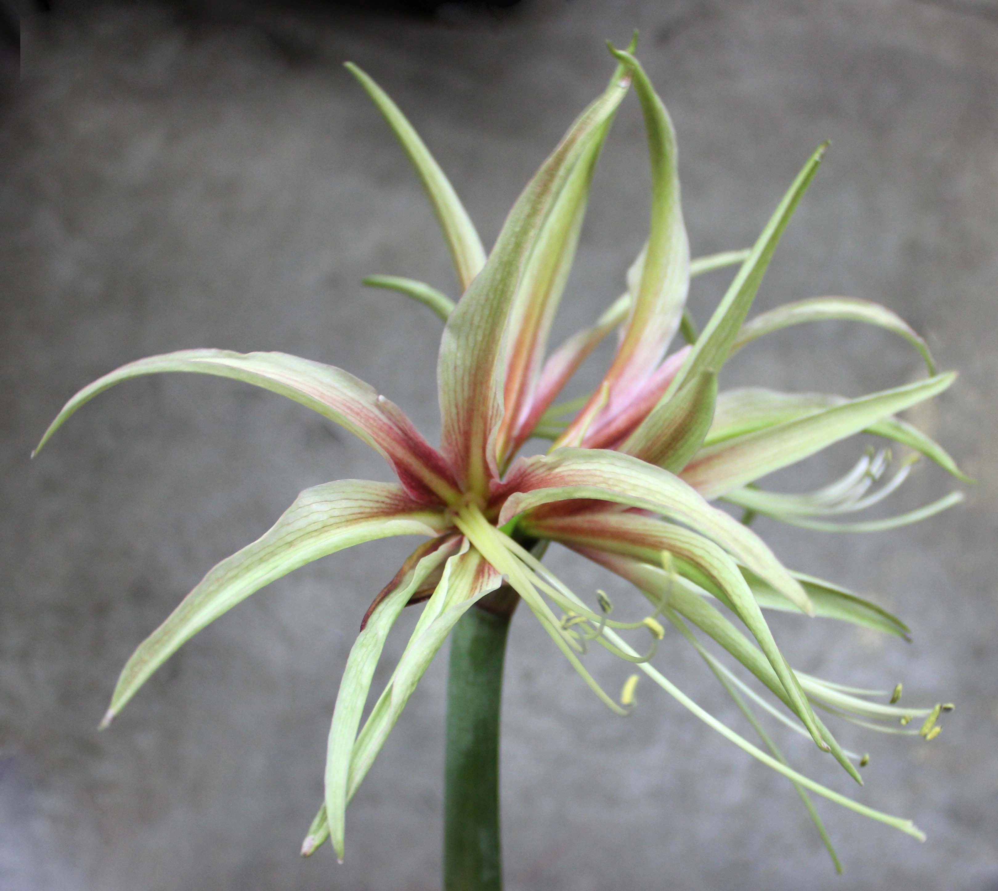 Hippeastrum tarantula