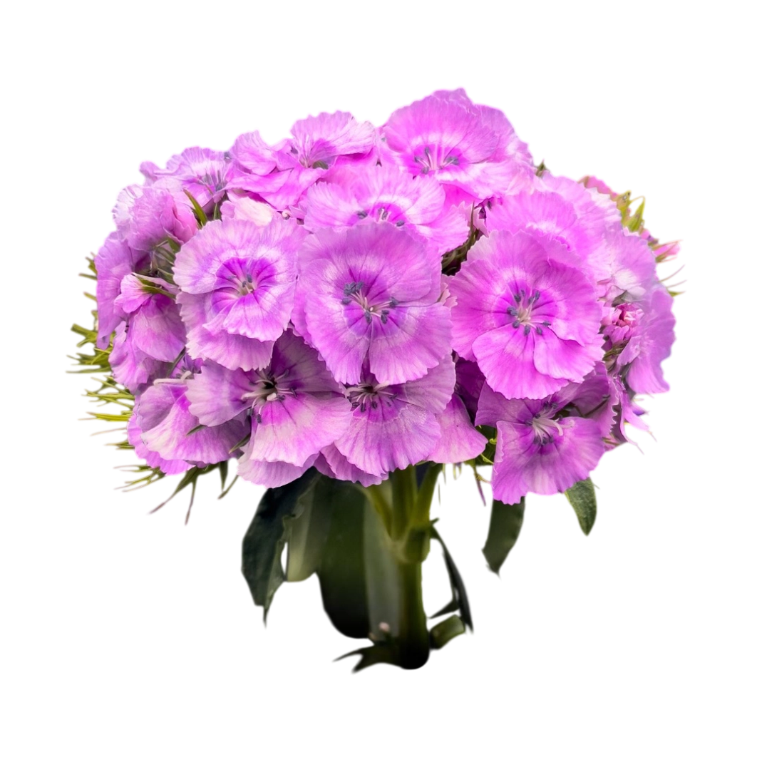 Carnation barbatus lavender
