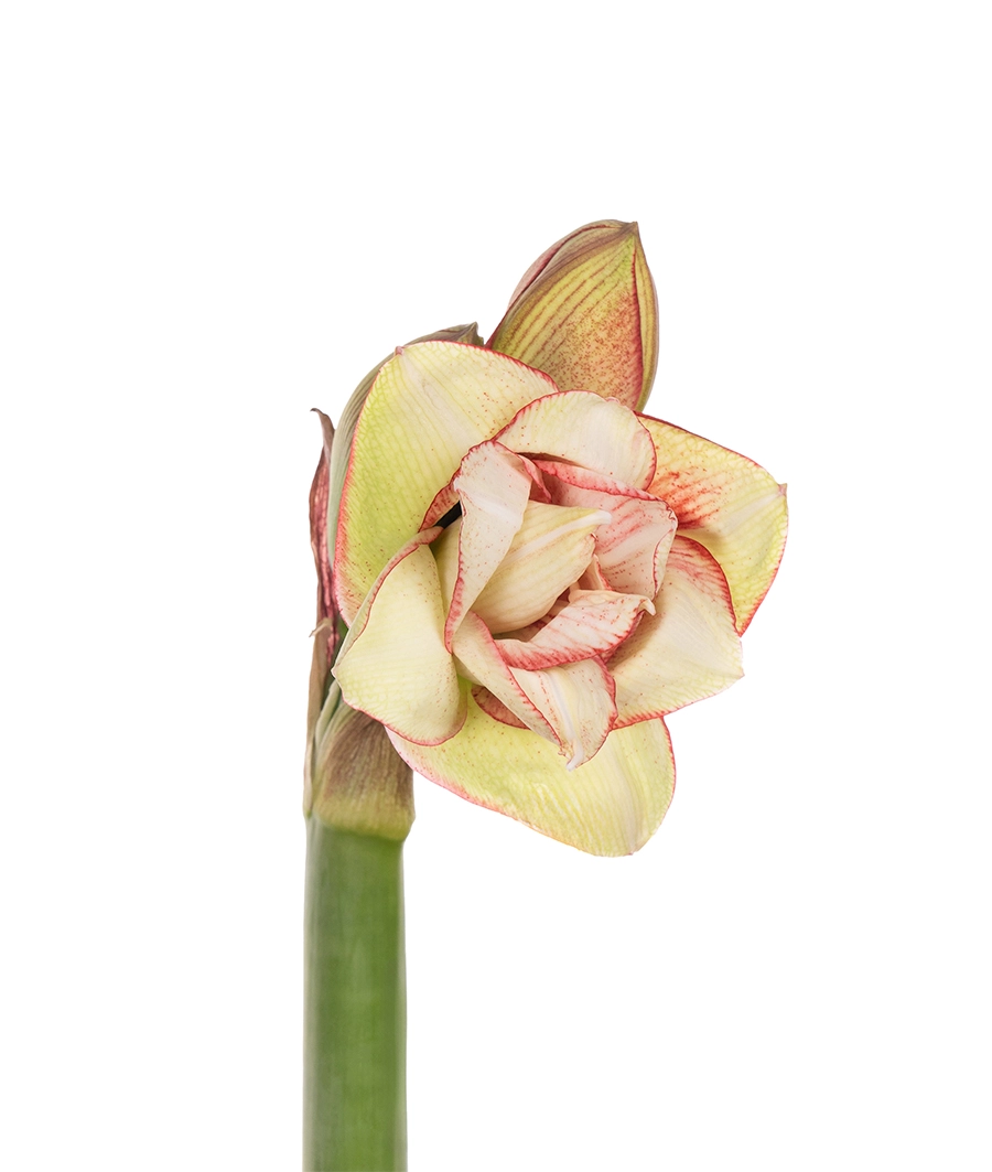Amaryllis | Wholesale flowers, plants and supplies Amaryllis