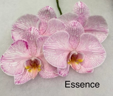 Phalaenopsis dyed essence | Wholesale flowers, plants and supplies Phalaenopsis dyed essence
