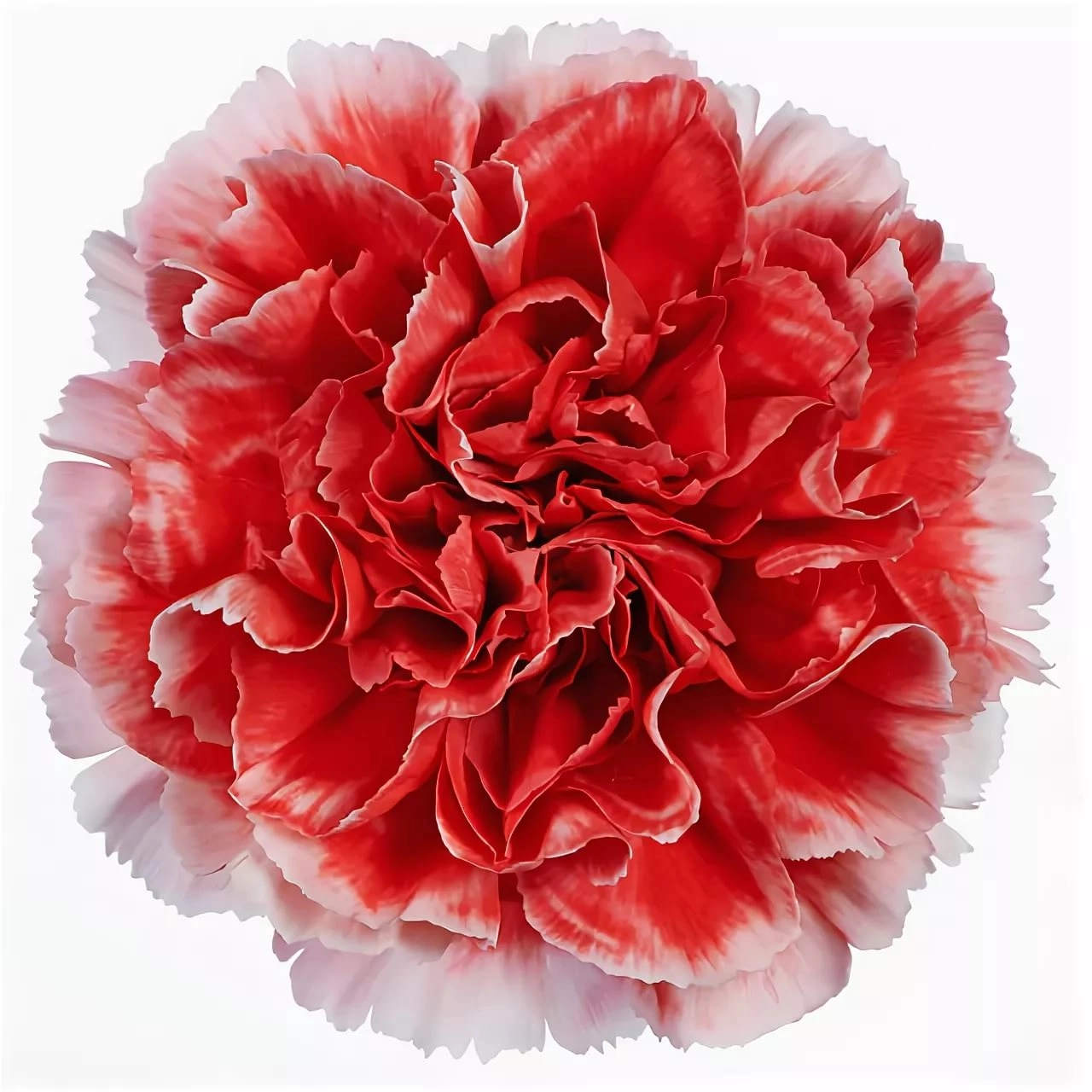 Carnation cheerio
