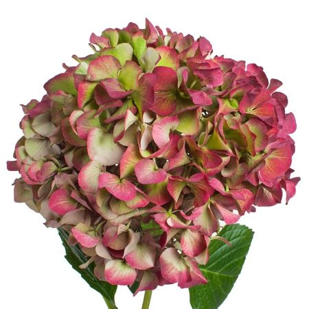 Hydrangea glowing alps classic