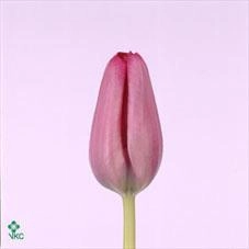 Tulip enkel sweet rosy