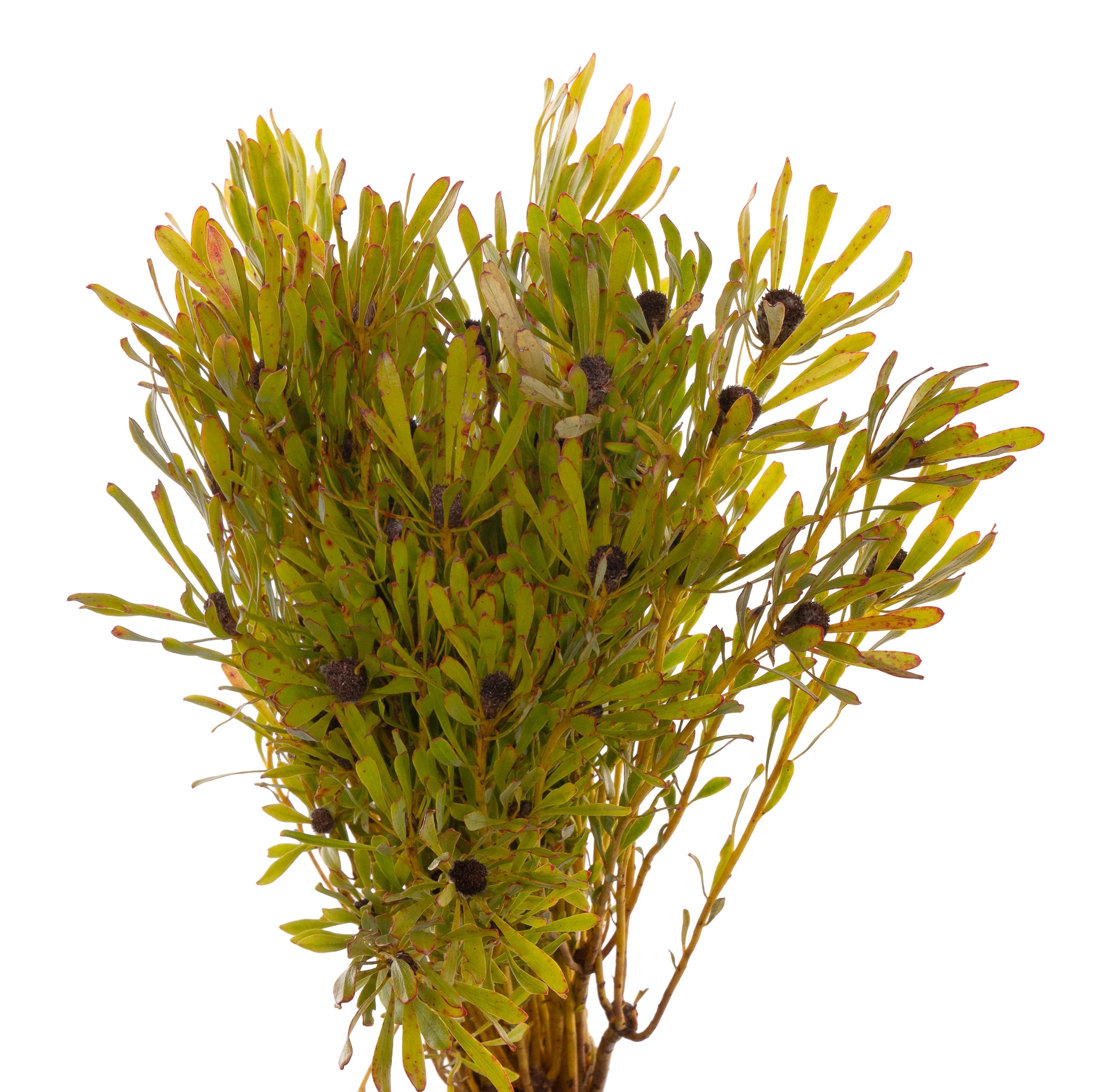Leucadendron platyspermum