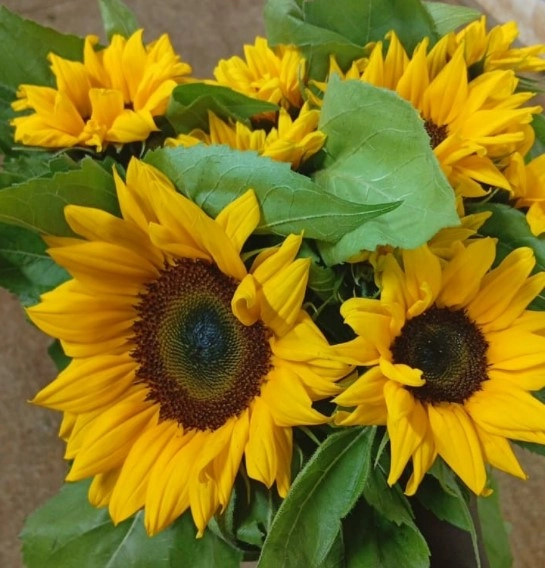 Helianthus deep orange