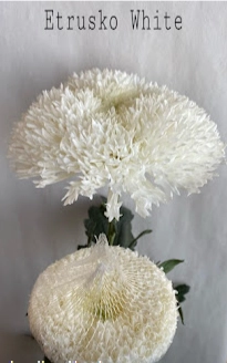 Chrysanthemum cremon etrusko white