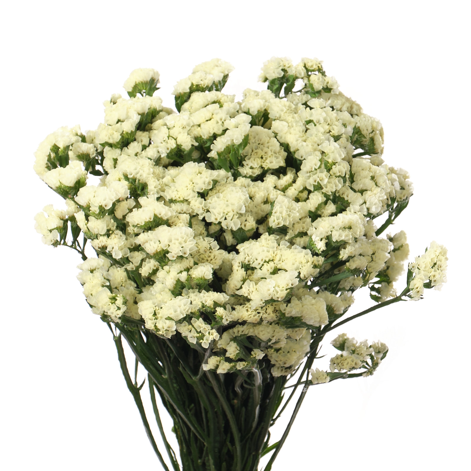 Statice starlight wings | Wholesale flowers, plants and supplies Statice starlight wings