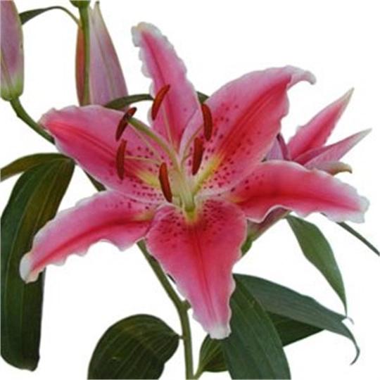 Lilium oriental canberra