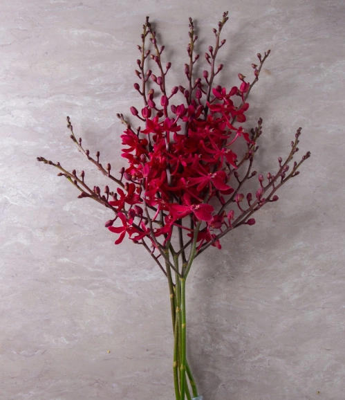 Mokara newazimah | Wholesale flowers, plants and supplies Mokara newazimah