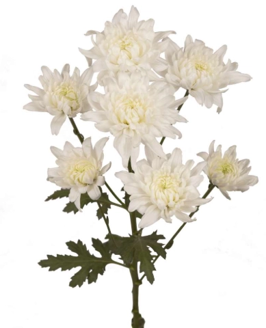 Chrysanthemum spray passion blizzard