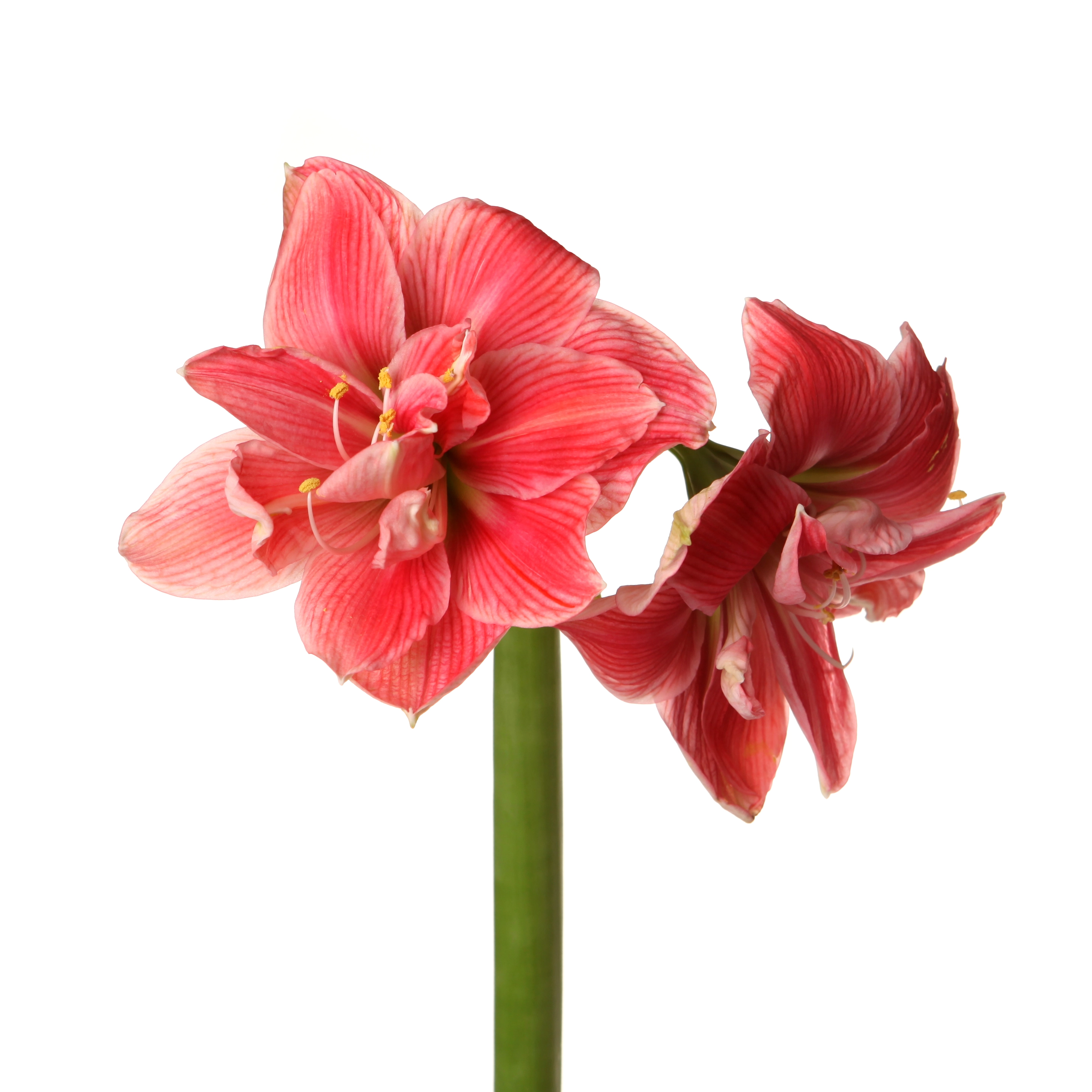 Hippeastrum double sweet nymph