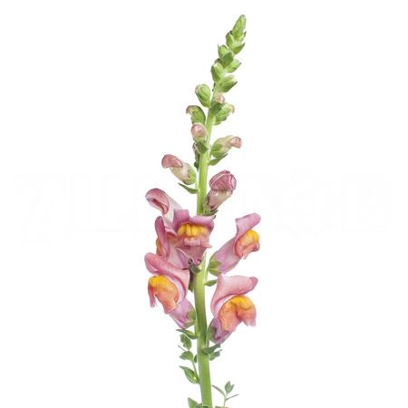 Antirrhinum potomac dark orange