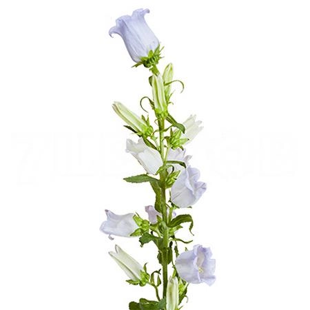 Campanula medium champion lavender | Wholesale flowers, plants and supplies Campanula medium champion lavender
