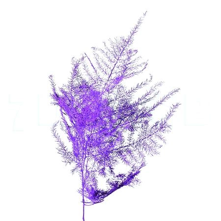 Blad Asparagus tinted cerise