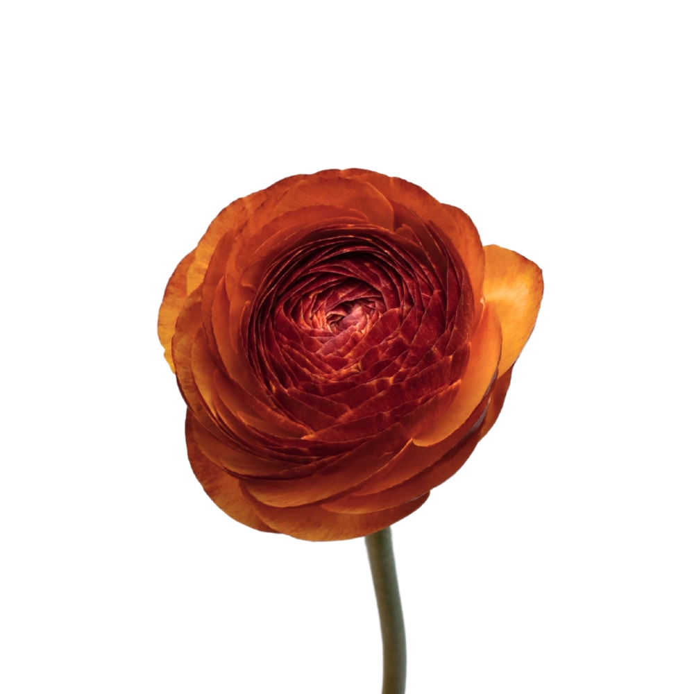 Ranunculus success brownie | Wholesale flowers, plants and supplies Ranunculus success brownie