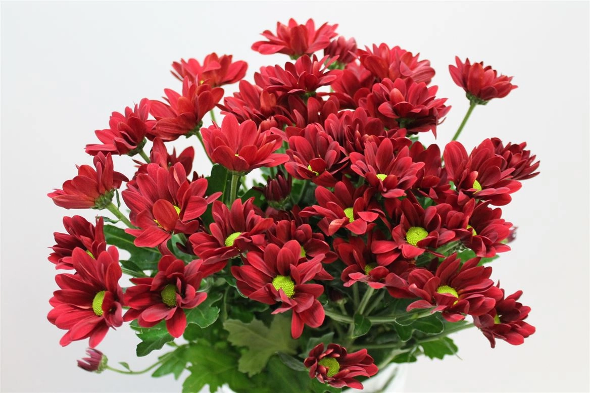 Chrysanthemum spray red