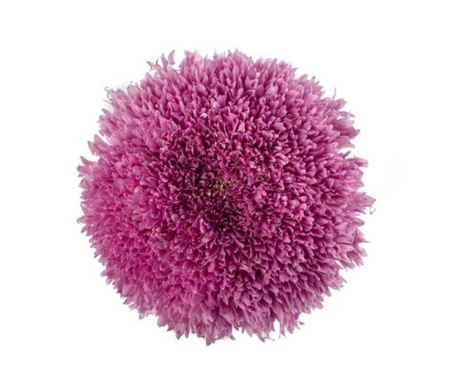 Chrysanthemum cremon etrusko