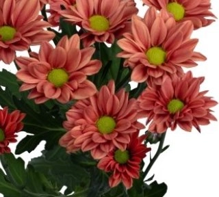 Chrysanthemum santini coral
